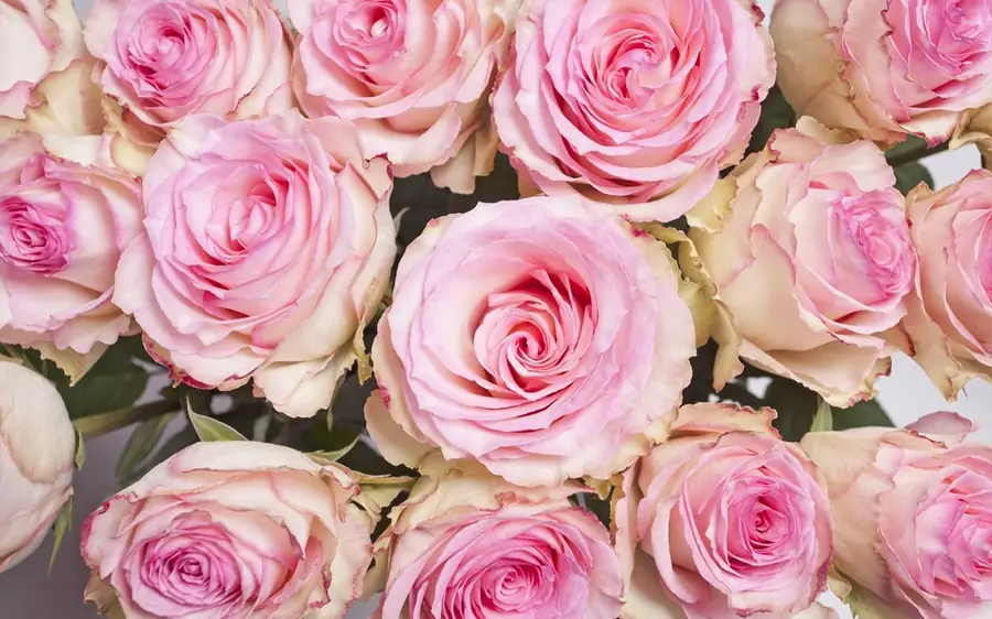 Rosas rosadas, referencia de invitación de quince años
